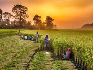 From India To US, Farmers Are Taking On Post-Apocalyptic' Food Crisis