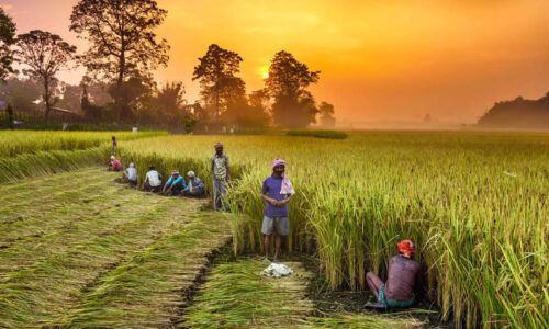 From India To US, Farmers Are Taking On Post-Apocalyptic’ Food Crisis