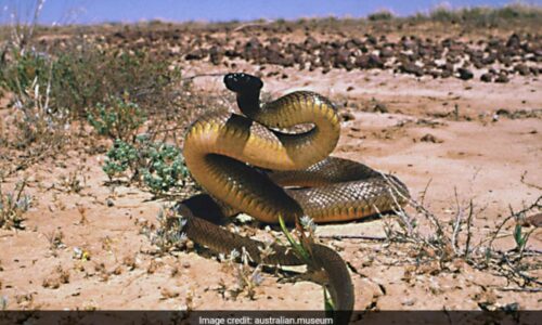 Inland Taipan Is The World’s Most Venomous Snake, Its Single Bite Can Kill Over 100 People