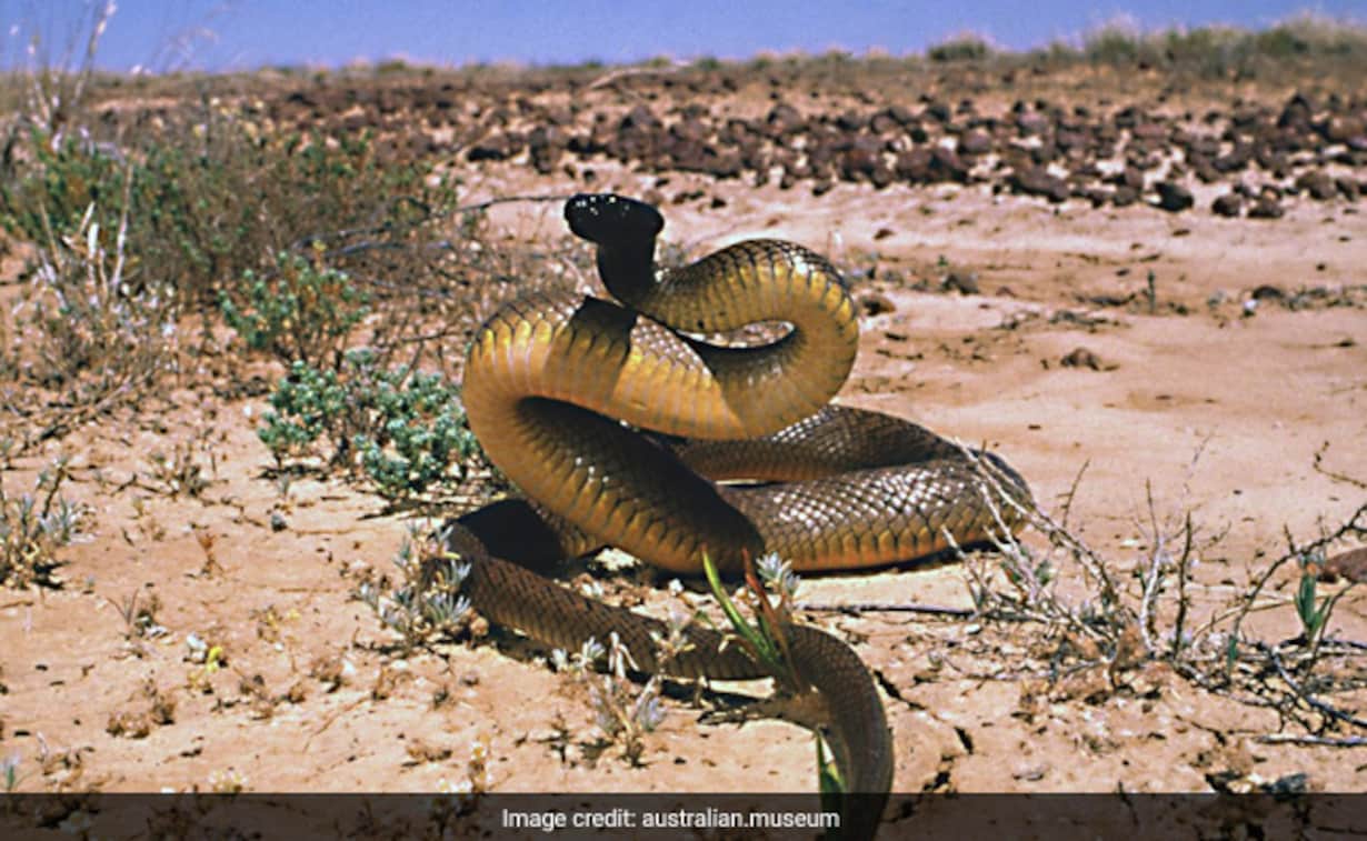 Inland Taipan Is The World's Most Venomous Snake, Its Single Bite Can Kill Over 100 People