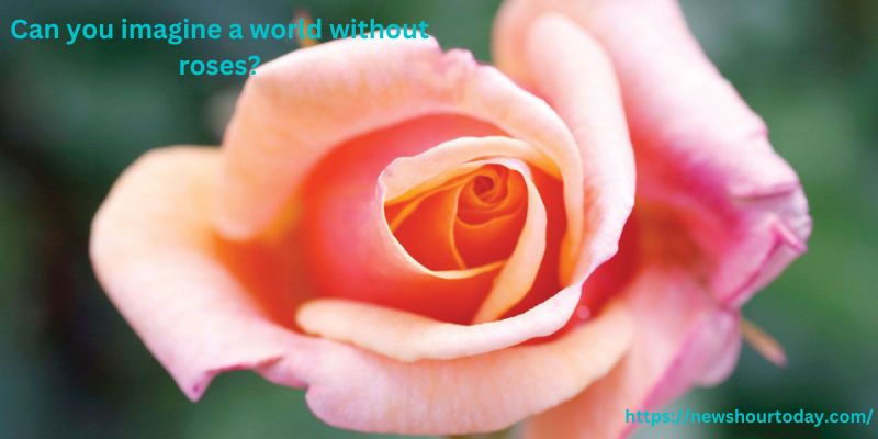 Can you imagine a world without roses?